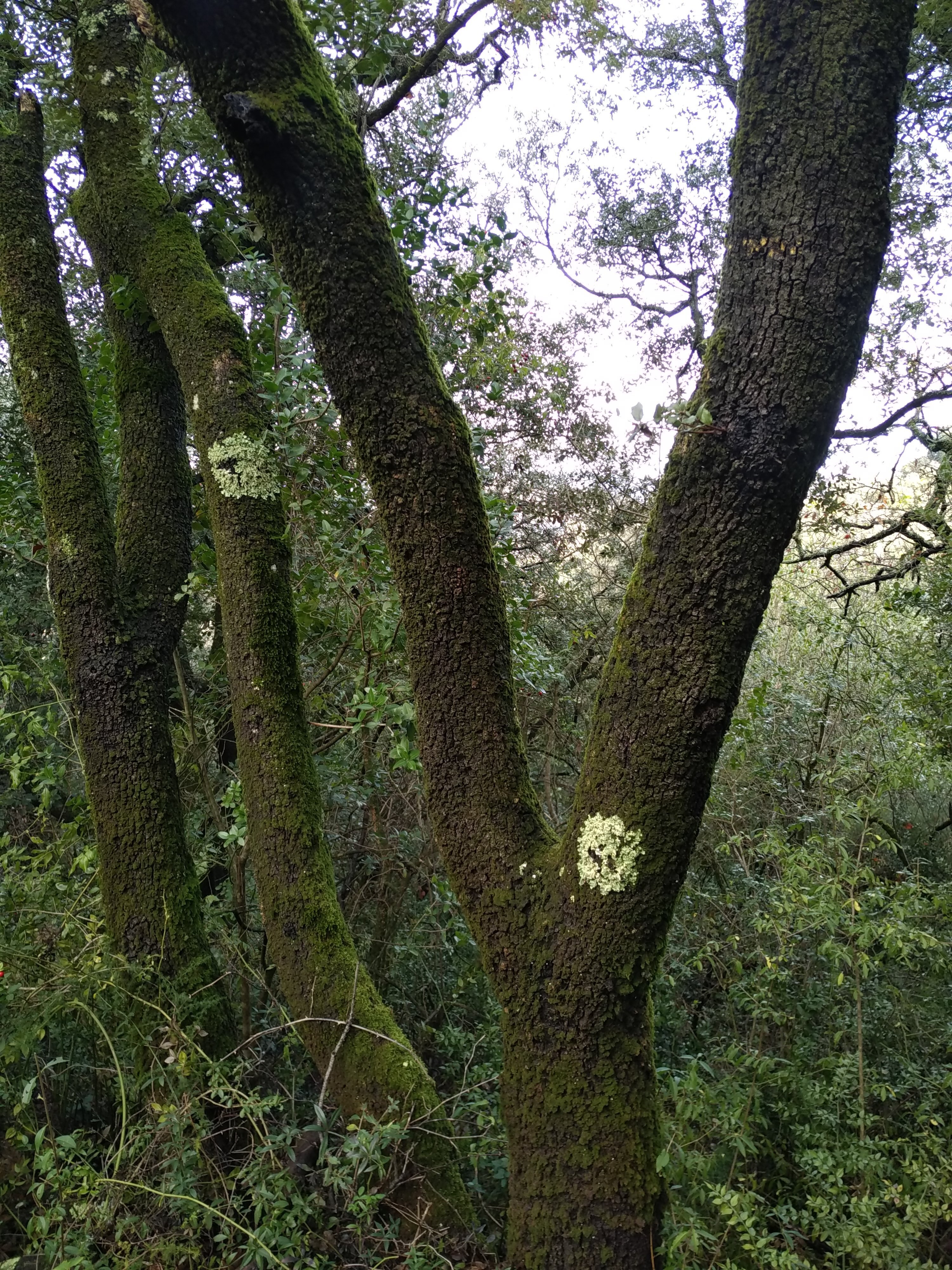 Arbres et arbustes indigènes : des arbres et des savoirs