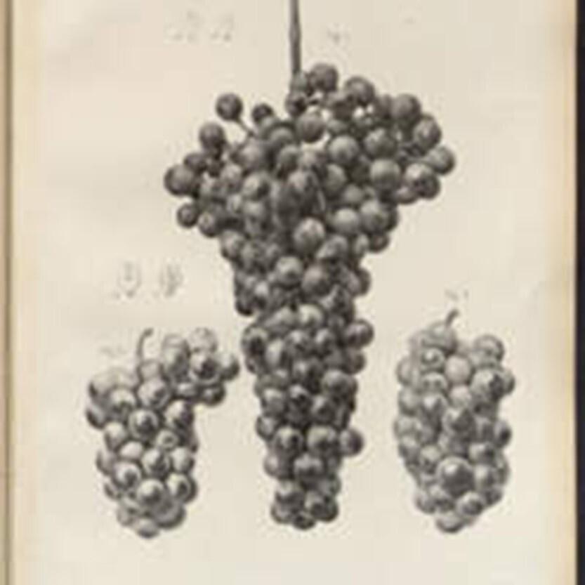 Entre dunes et vignes : le patrimoine naturel dans les collections anciennes des Bibliothèques universitaires de Bordeaux