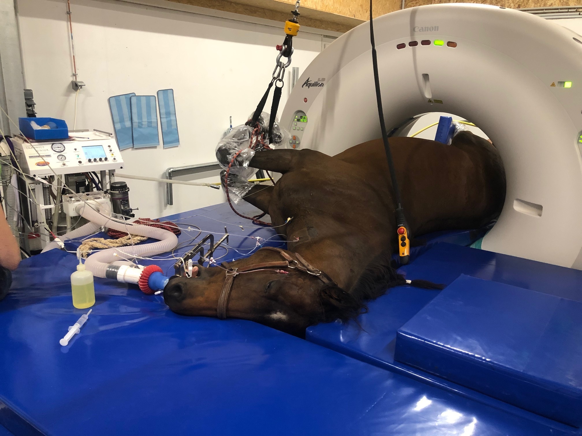 Visite du centre hospitalier vétérinaire équin de Livet