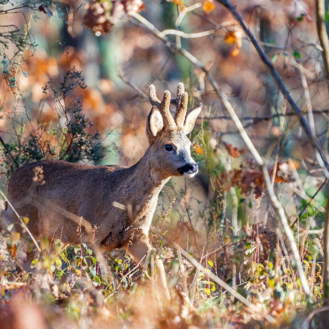 Sur la piste des animaux
