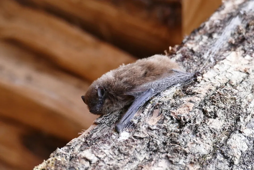 Découvrir les chauves-souris au lycée Gambetta-Carnot