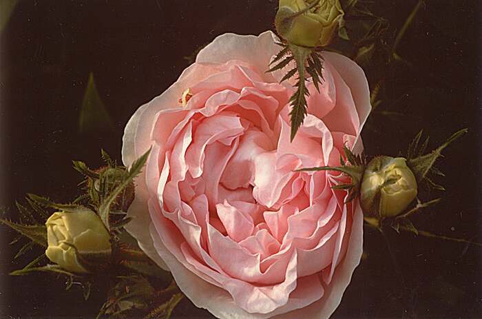 Visita alla scoperta delle rose antiche de "Il Giardino delle Rose" di Maria Giulia Cimarelli