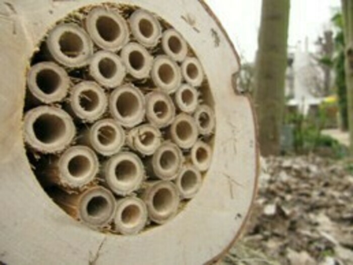 🐞 Fabrication de gîte à insectes : un petit geste pour une grande biodiversité 🐝