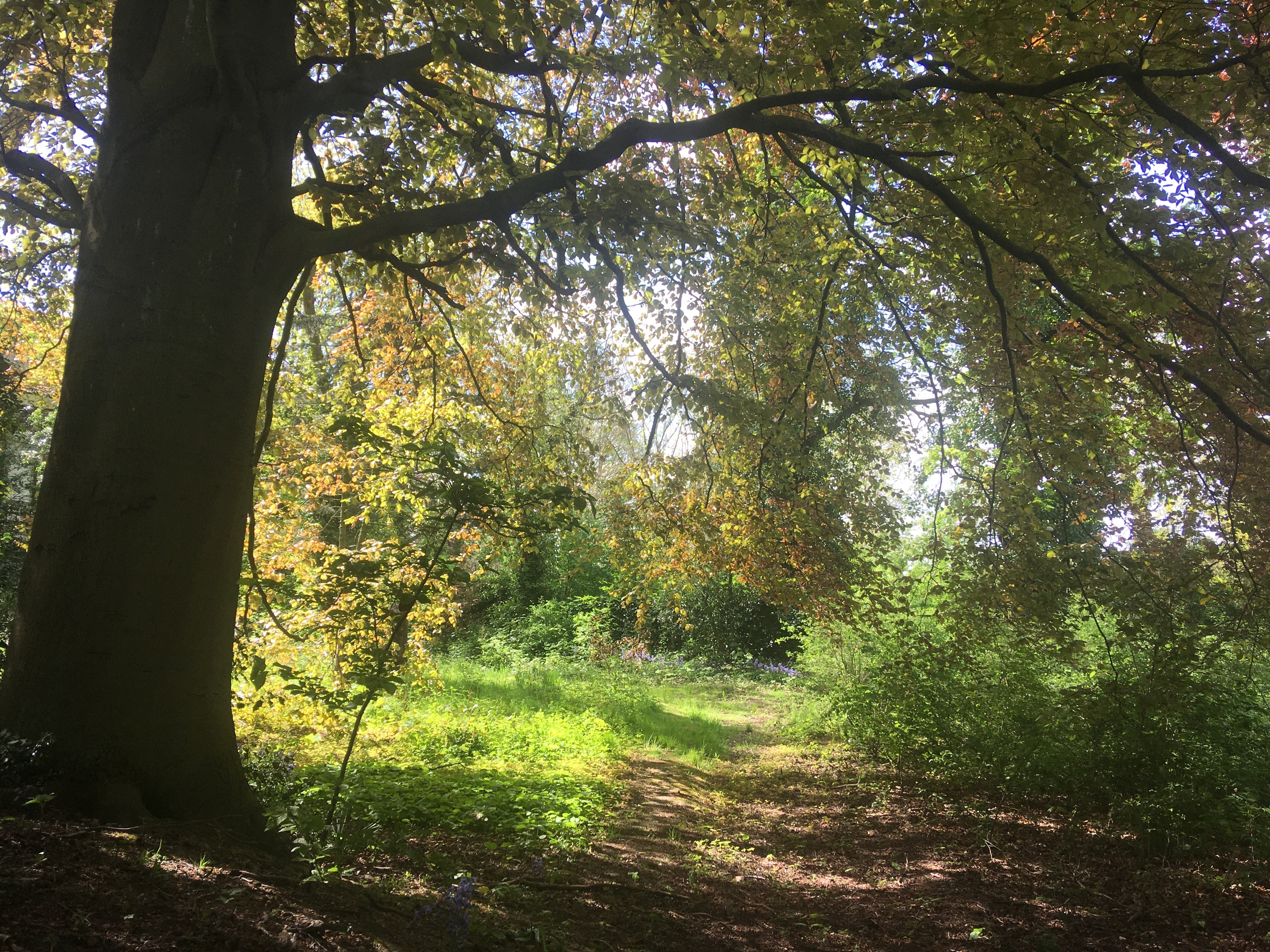 Découvert du jardin du hêtre