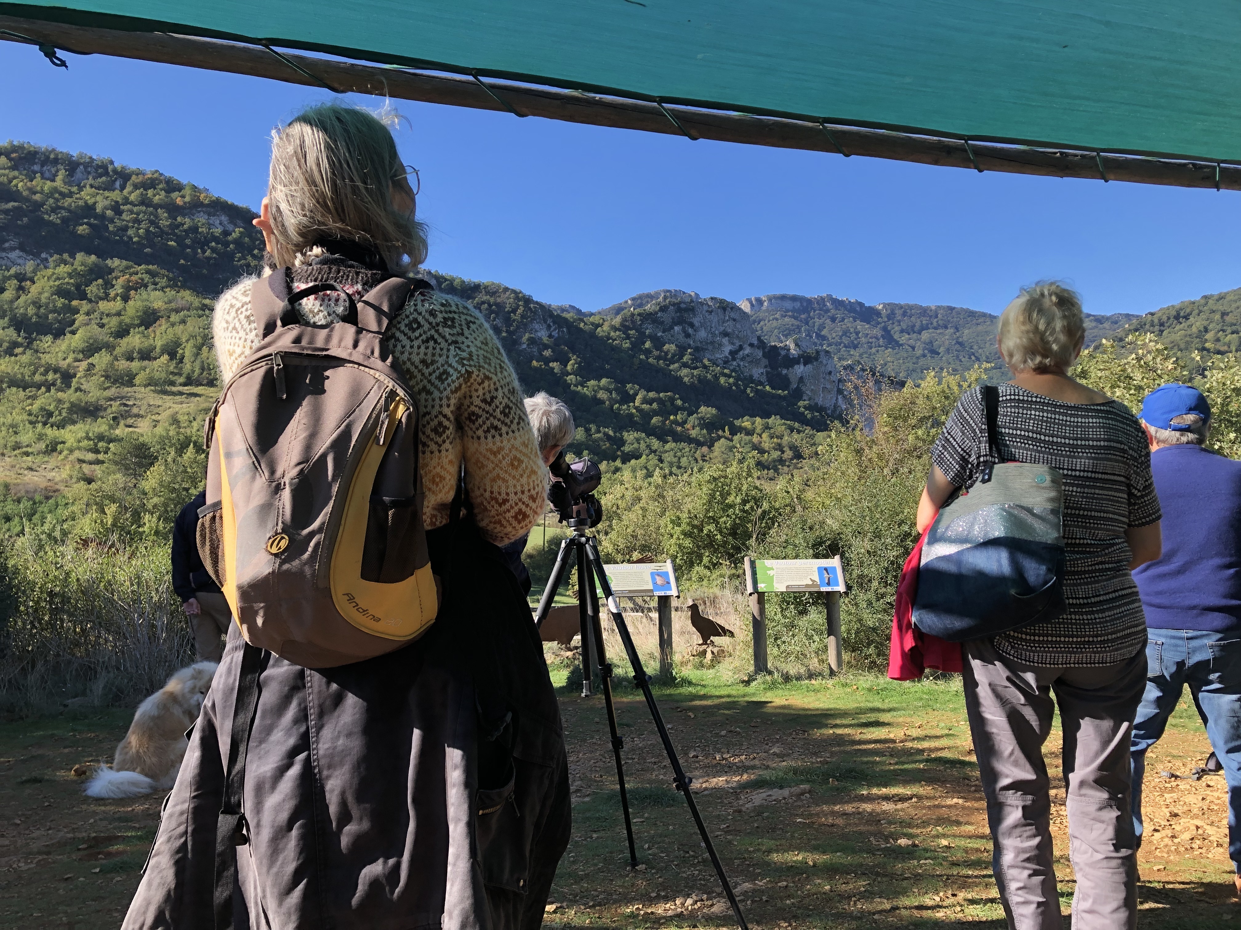 Venez découvrir les vautours à Bugarach