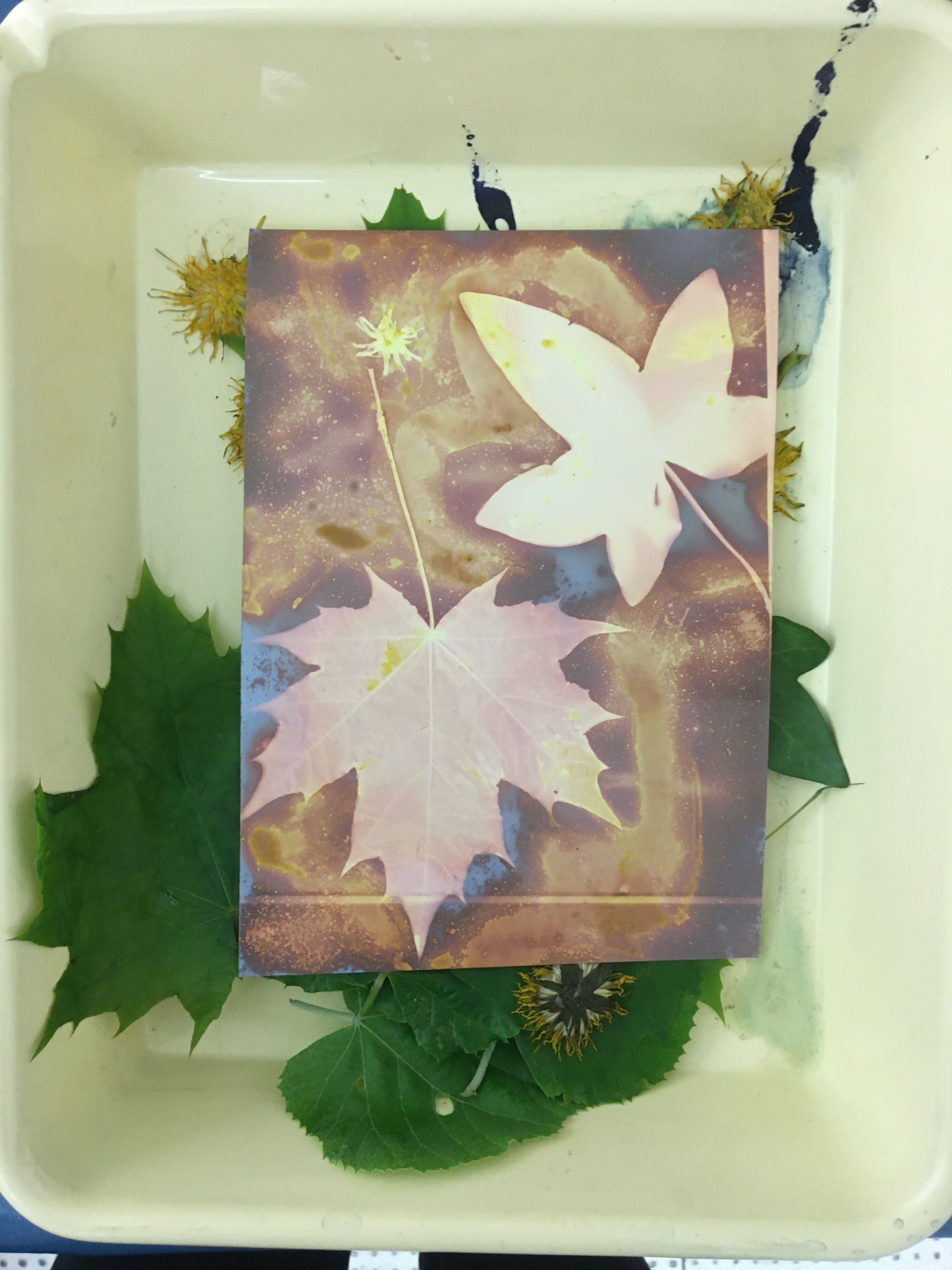 Atelier lumen print - chimigramme pour les groupes