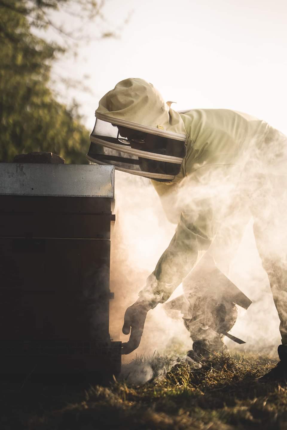 Découverte de l'univers des abeilles et de l'apiculture