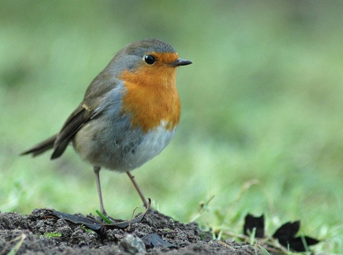zoom sur le chant des oiseaux