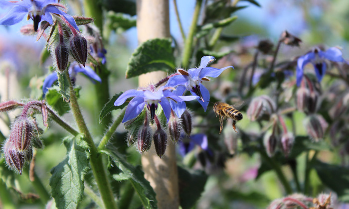 Grand débat bio sur le thème de la biodiversité Le 4 mars 2025