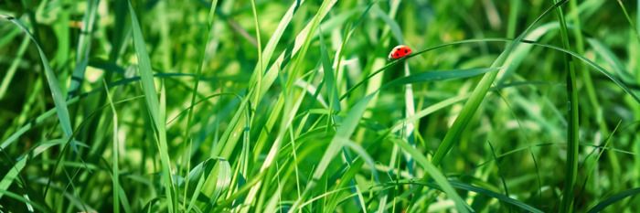 "Favoriser la biodiversité au jardin"