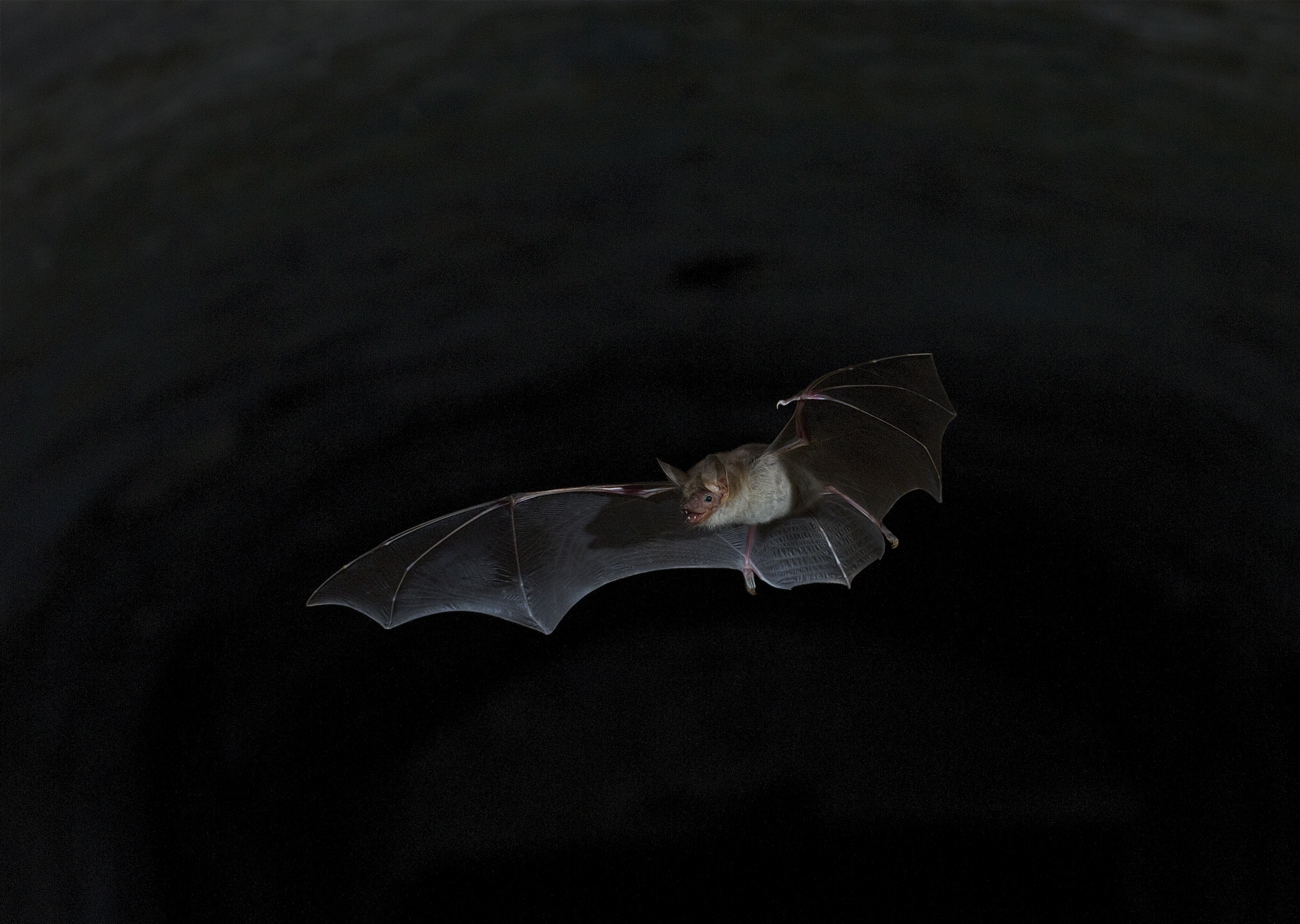 Découverte des chauves-souris