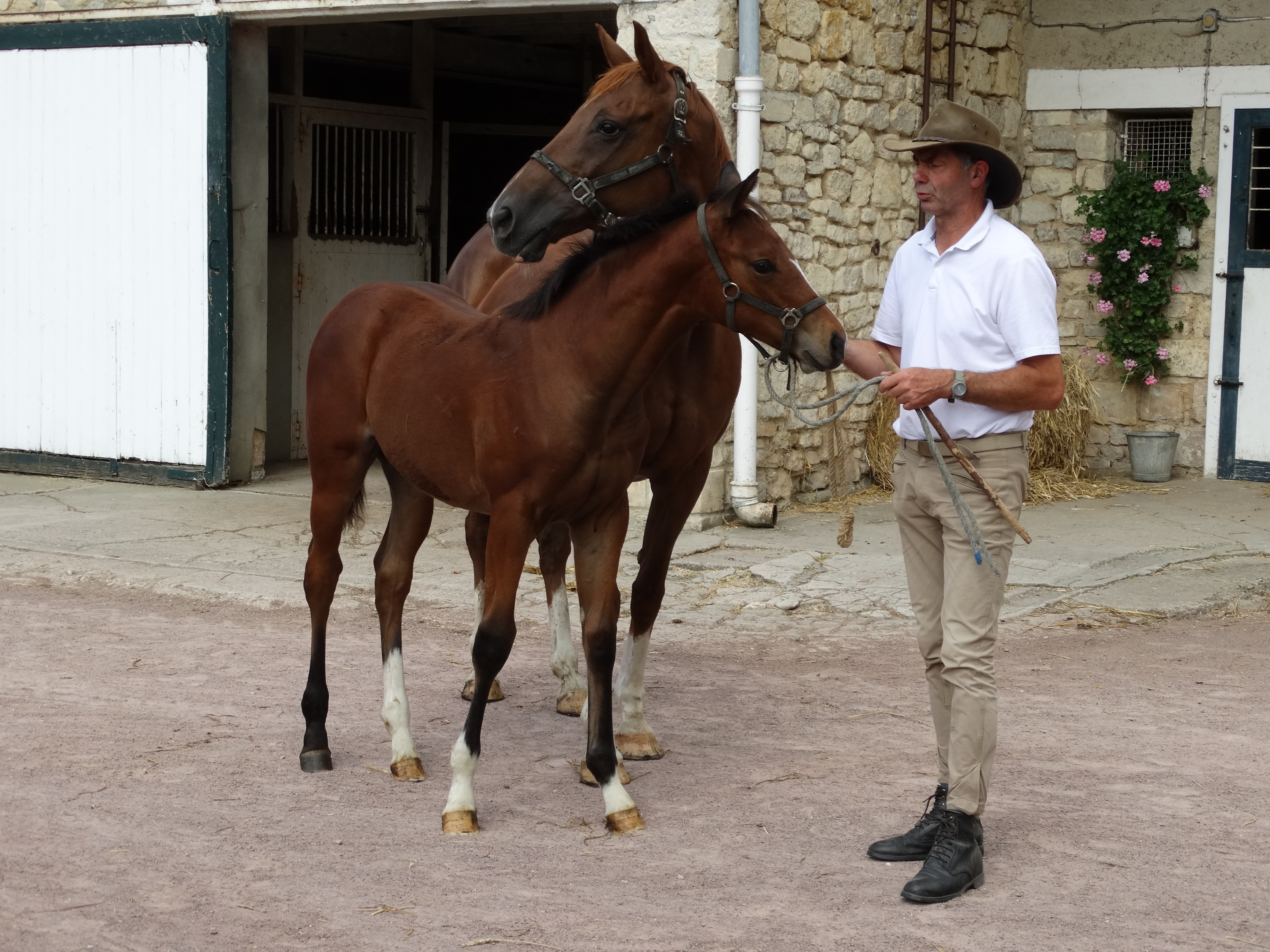 Visite du Haras d'Ecajeul