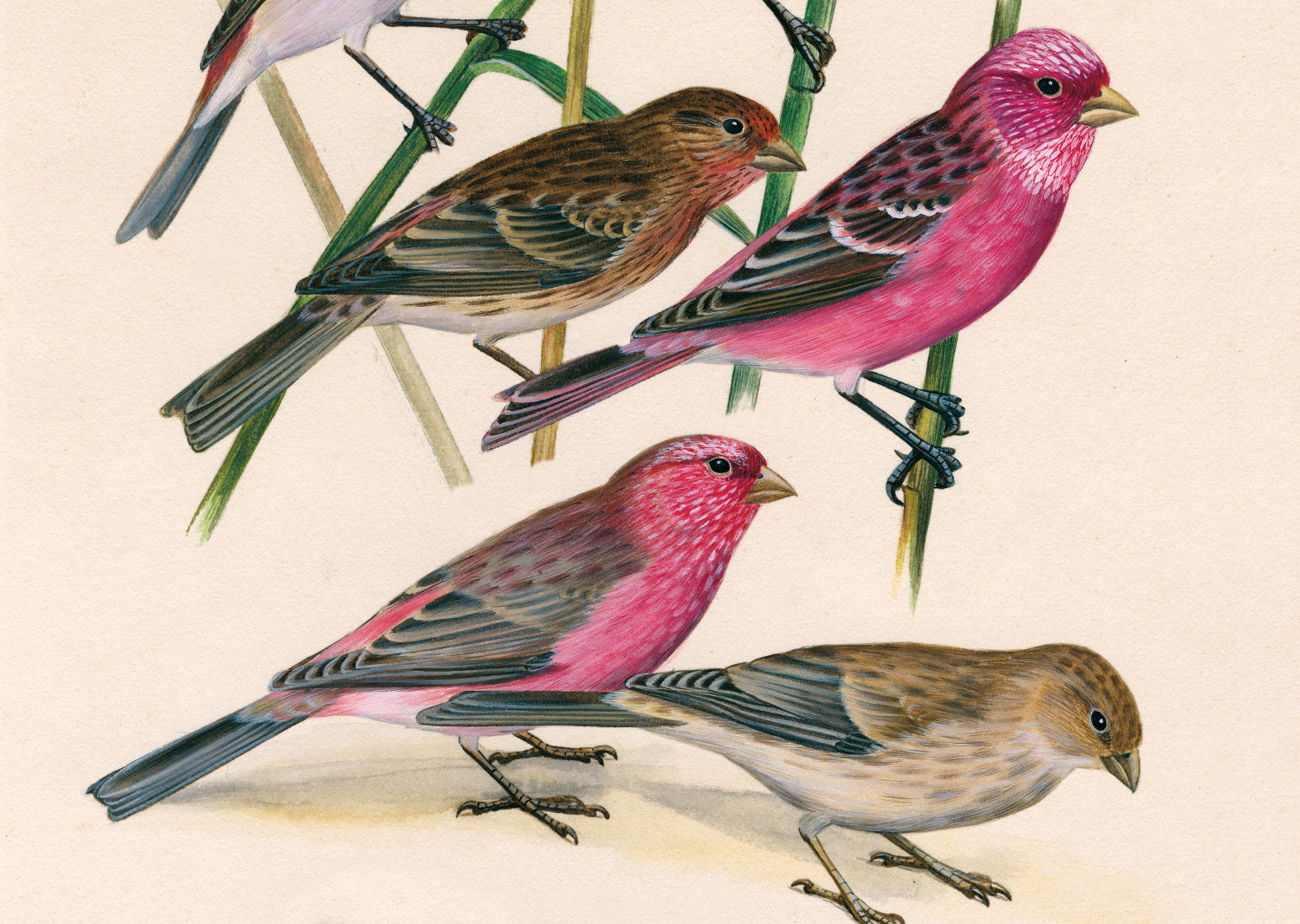 Dessins d'oiseaux, le trait talentueux d'Hermann Heinzel (au Muséum)