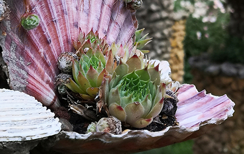 Le jardin Rosa Mir