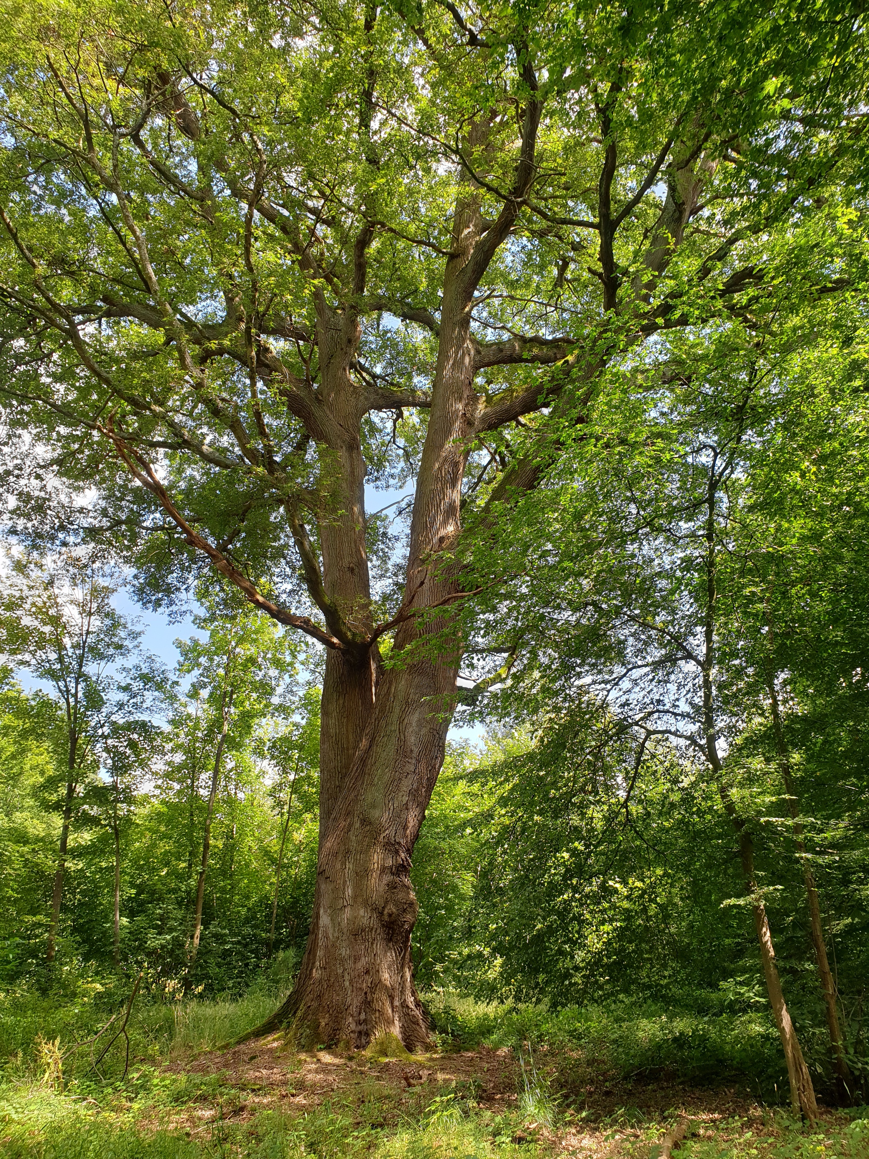 Balade itinérante "Nous sommes les cousins des arbres"