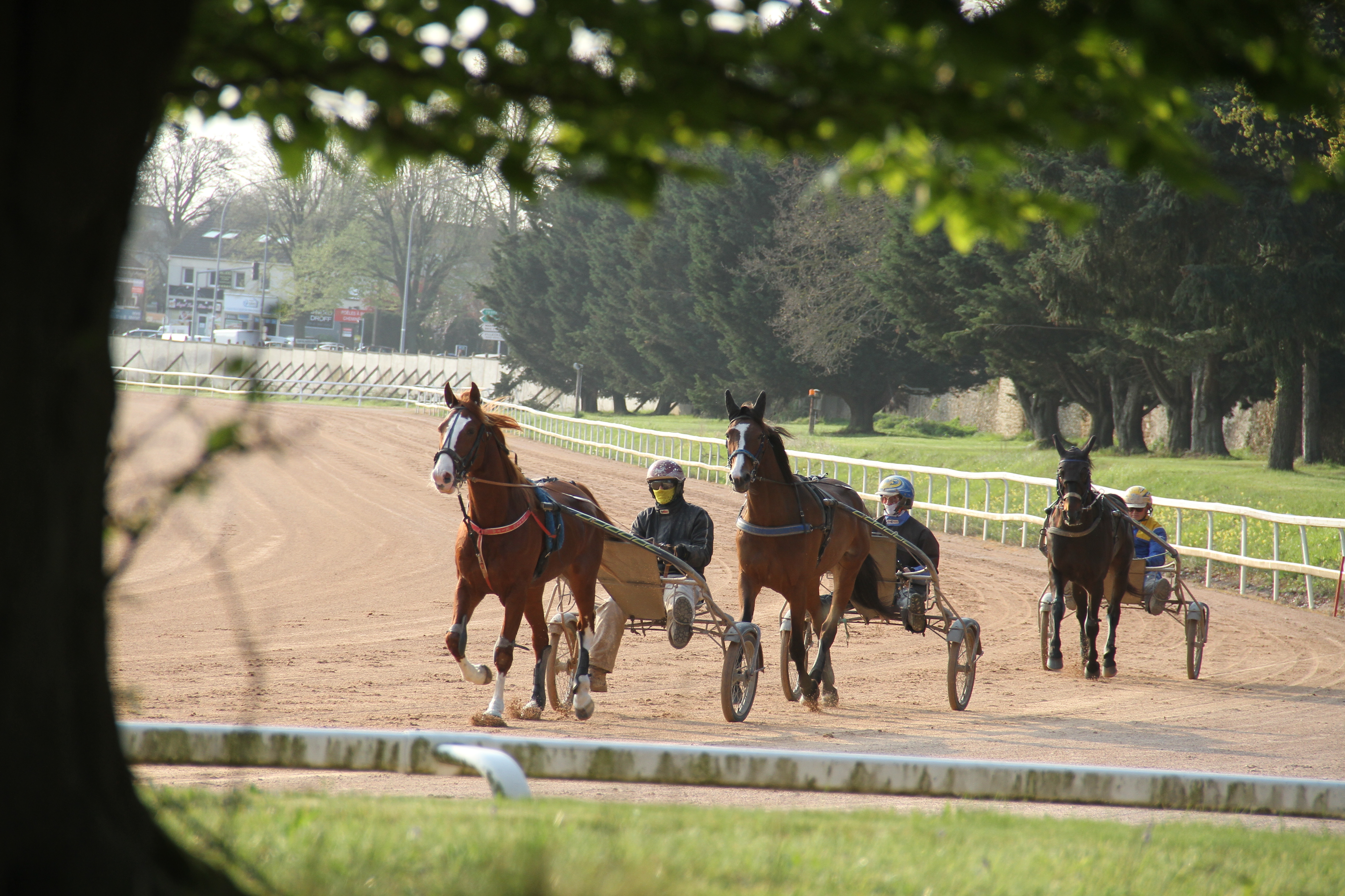 Visite guidée d'un centre d'entraînement hippique