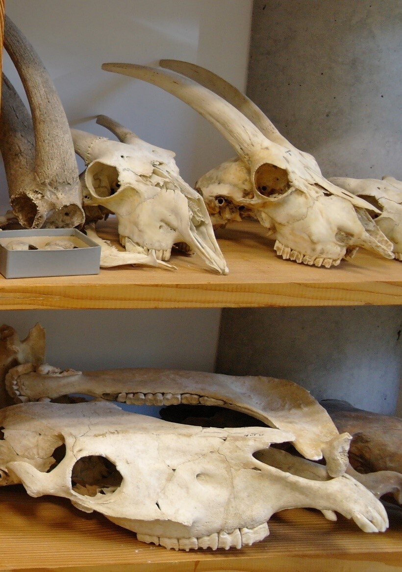 Visite du CRAVO (Centre de Recherches Archéologiques de la Vallée de l’Oise)