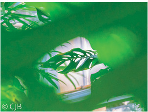 Voyage tropical et désertique