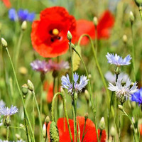 Soirée découverte des plantes sauvages comestibles et médicinales