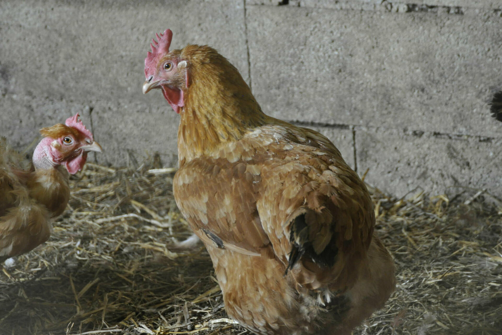 Accueillir une poule chez soi