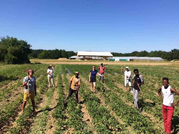 La plantation des Pommes de terres