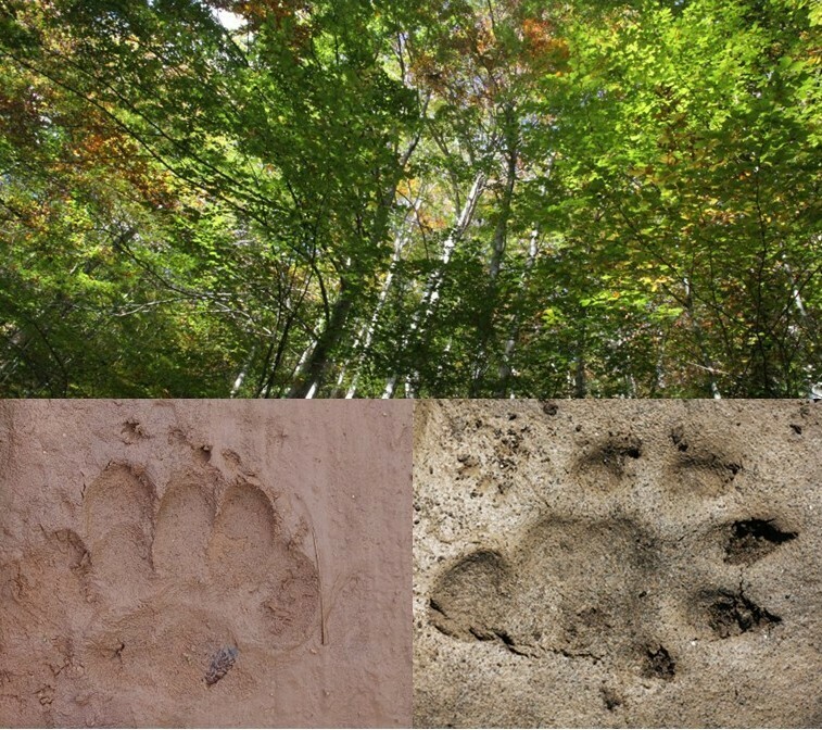 Empreintes et indices : les secrets de la forêt