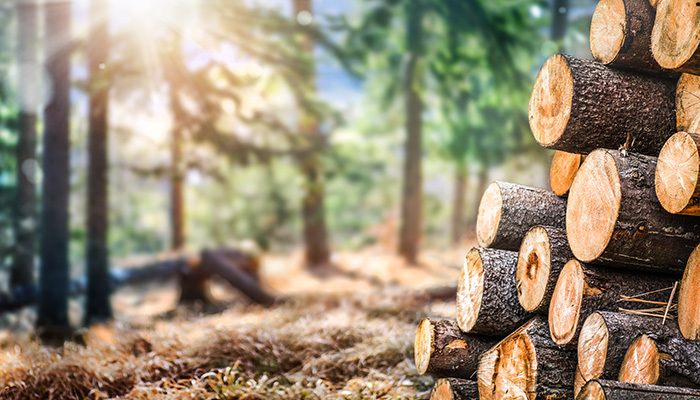 Forêt en partage : ressources, gestion et enjeux économiques